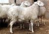 小尾寒羊主产区 山东最大的肉羊繁育总公司