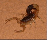 陜西蝎子養殖 陜西蝎子養殖加盟 陜西西安蝎子養殖