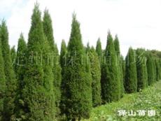 蜀檜提供就來保定保山公司