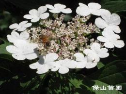 天目瓊花提供就來保定保山公司