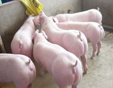大量苗猪低价出售5.2元 斤