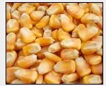 玉米小麦黄豆等