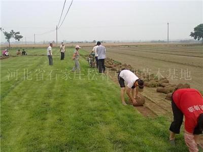 草坪种植 草坪种植基地 草坪种植 草坪价格 草皮价格