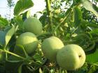 优质核桃苗 矮化苹果苗 良种桃树苗