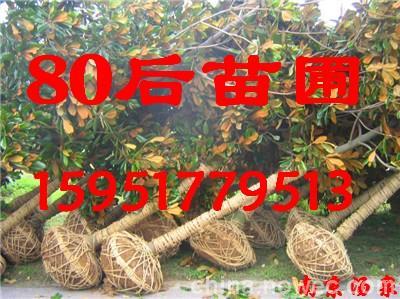 广玉兰广玉兰价格5公分6公分7公分8公分10公分广玉兰价格