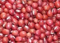 大量供应红小豆 珍珠红 种子