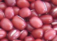 大量供应大粒红小豆 宝清红 种子