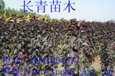 王族海棠苗-紫叶海棠苗 价格 信息