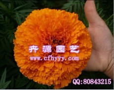 中国色素万寿菊种子 赤峰色素万寿菊种子