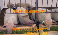 中国大型夏洛莱羊养殖基地