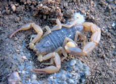 养蝎子基地 蝎子种苗基地 蝎子养殖免费增送黄粉虫