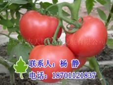 番茄种子价格 抗病番茄种子种植 西红柿种子介绍