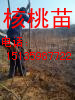 8518核桃苗-核桃苗-河南核桃苗-8518核桃苗最新价格