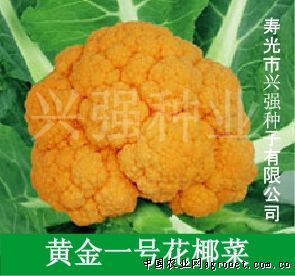 黄金花椰菜种子