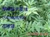 大红袍花椒苗 花椒苗种植 花椒苗销售