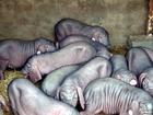 江苏种猪场常年供应太湖母猪杜洛克种猪等
