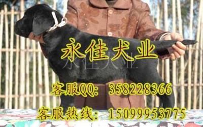 广州那里有卖拉布拉多 广州那里有卖导盲犬拉布拉多