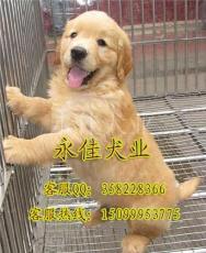 广州那里有纯种金毛犬 广州金毛犬价格多少