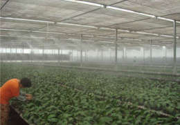 供应食用菌 蔬菜 苗圃 温室大棚降温设备