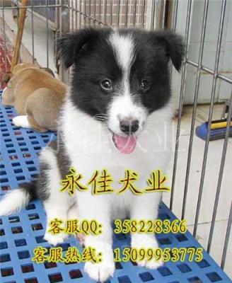 广州那里有纯种边境牧羊犬 广州边境牧羊犬价格多少