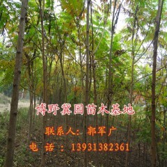 火炬樹適應能力強 冀園出售