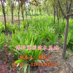 小園新種紅櫻樹 冀園出售