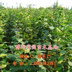 白玉蘭清香遠溢 冀園出售