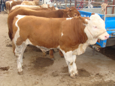 西门塔尔牛的价格 肉牛的价格 利木赞牛价格
