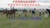 2012最刺激的户外运动-北京草原骑马