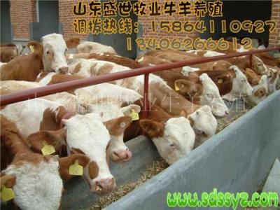黑龙江哪有牛养殖场 养牛成本