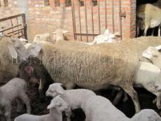哪里有又好又便宜的杜泊绵羊种羊 安徽山羊养殖基地