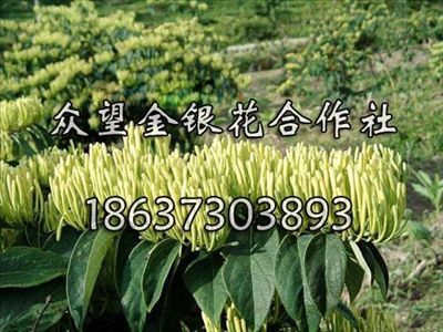 贵州金银花苗供应商 贵州金银花树苗 众望合作社