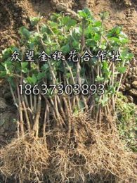 众望批发许昌金银花苗 许昌金银花树苗基地