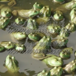 亿发兴邦美蛙养殖供应种蛙 提供技术