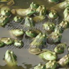美蛙養殖供應種蛙提供技術