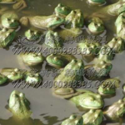 美蛙养殖供应种蛙提供技术