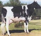 2012年最新奶牛价格乳源奶牛场外售奶牛价格