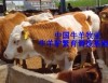 广州肉牛价格 广州肉牛养殖场 改良肉牛长势快