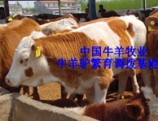 廣州肉牛價格 廣州肉牛養殖場 改良肉牛長勢快