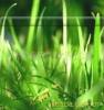 生态袋结缕草