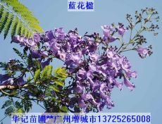 蓝花楹苗 蓝花楹种苗 蓝花楹树苗 蓝花楹袋苗