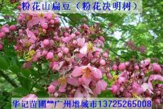 粉花山扁豆苗 粉花決明苗 黃鐘花苗