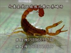 蝎子养殖的方法 蝎子养殖新技术-内黄豫北繁阳养蝎场