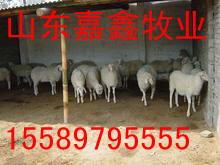 河南小尾寒羊多少钱只多少钱一斤