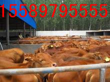 肉牛养殖场山西太原肉牛养殖基地2012年肉牛价格