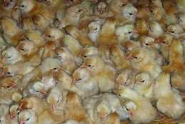 供应绿壳蛋鸡养殖 绿壳蛋鸡苗出售 芦花鸡苗供应