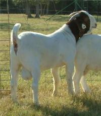 波尔山羊品种 波尔山羊价格 波尔山羊养殖效益