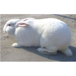 四川肉兔种兔养殖 肉兔种兔养殖效益 肉兔价格 野兔
