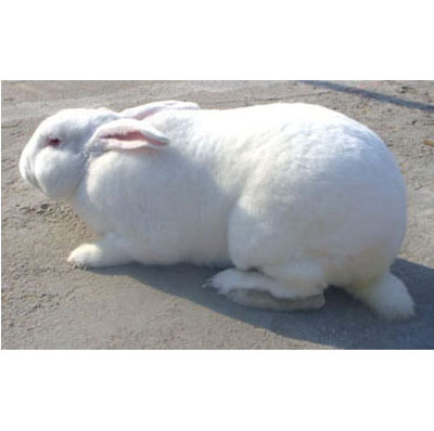 四川肉兔种兔养殖 肉兔种兔养殖效益 肉兔价格 野兔