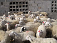 小尾寒羊多少钱一只 2012年小尾寒羊多少钱一只